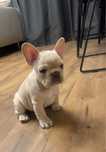 Buldog francuski kremowa lilac platinum new shade nie blue lilak