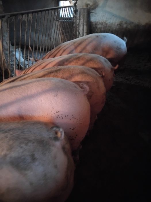 Продам м'ясні свині