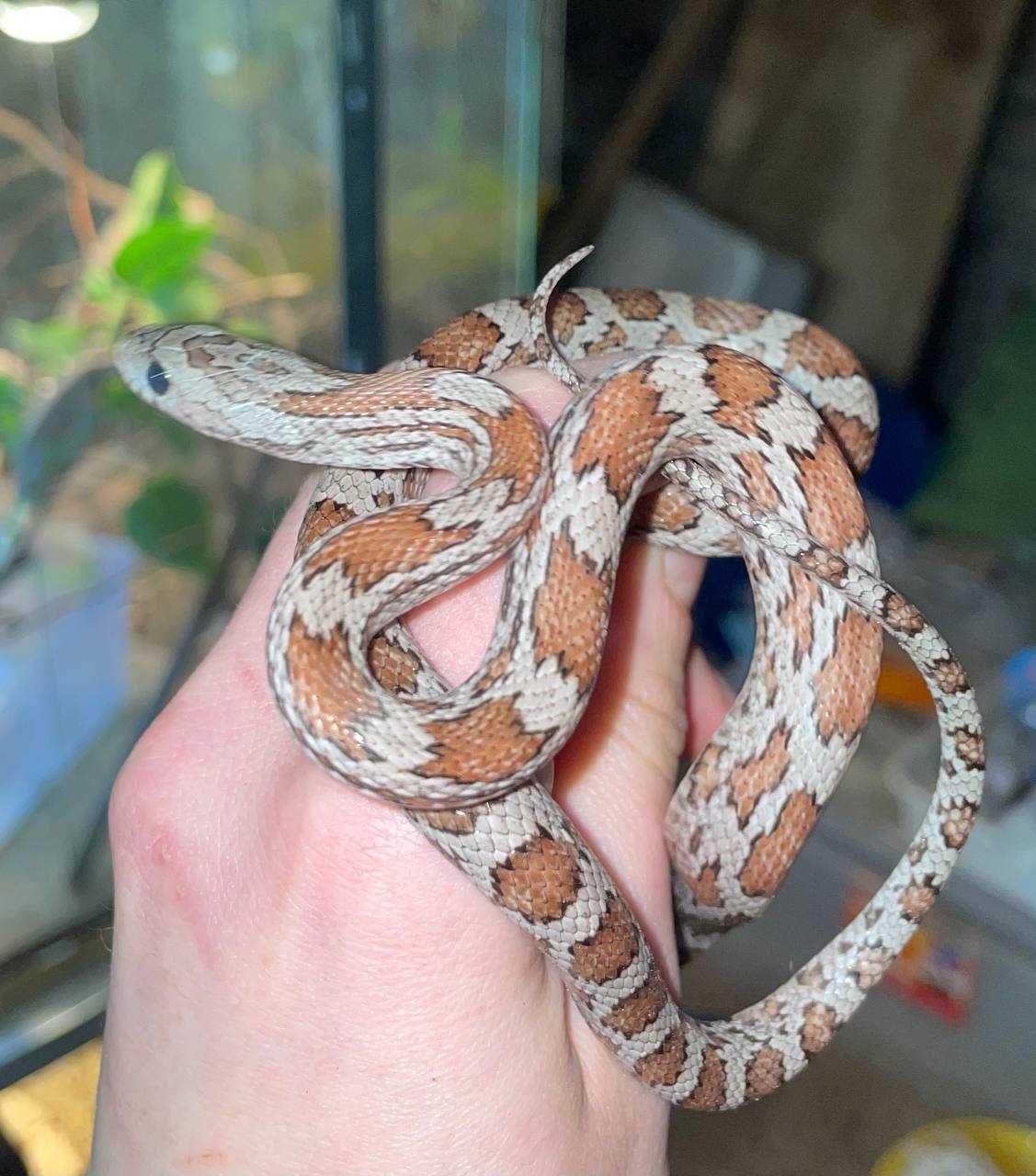 Полоз маісовий, Pantherophis guttatus, тераріум