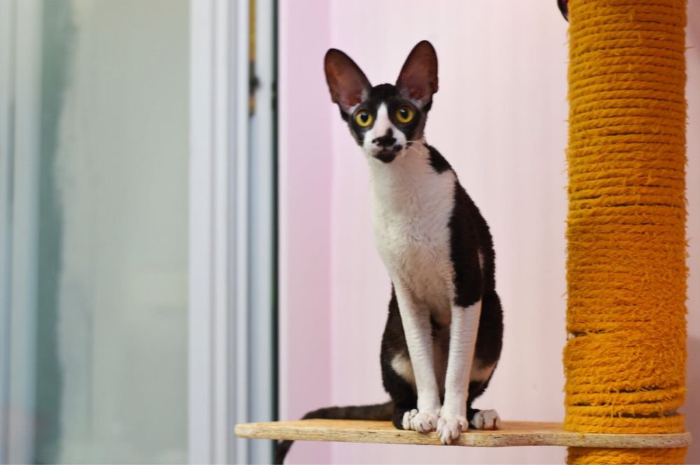 Cornish Rex- wspaniała Koteczka Jeynes