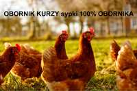 Obornik Kurzy 100% Sypki prosto z fermy 20l