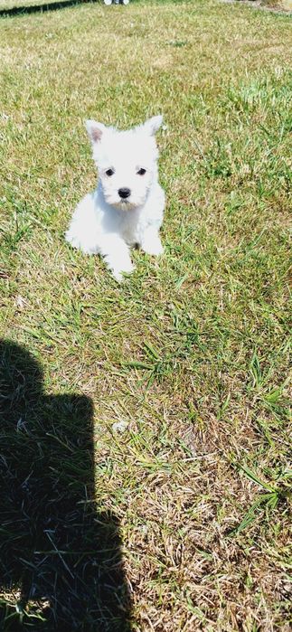 West Highland White Terrier