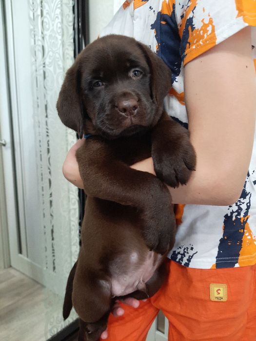 Лабрадор цуценя хлопчик 2 місяця КСУ