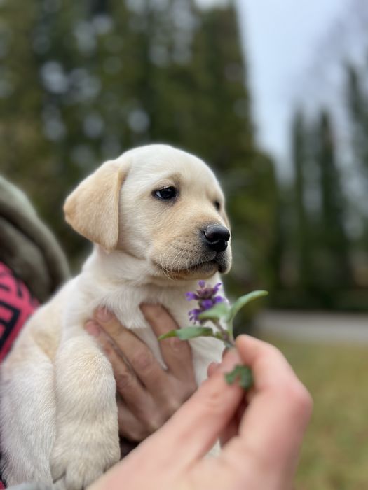 Красуньчики Лабрадори