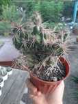 Кактус Grusonia emoryi