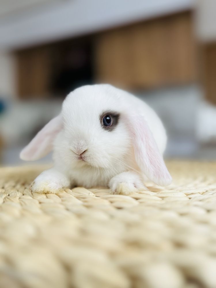 Mini Lop - królik rasowy z hodowli / królik miniaturka / metryka