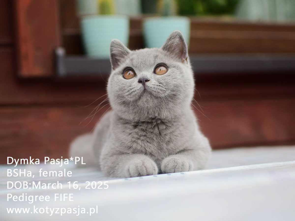 Kot brytyjski, kotka niebieska Dymka Pasja*PL FPL/FIFE opcja hodowlana