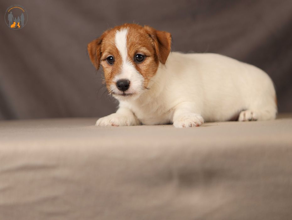 Jack Russell Terrier ZKwP FCI piękna suczka po CH.,PL