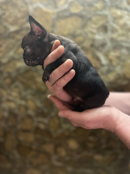 Французський бульдог