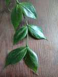 Hoja polyneura cięta