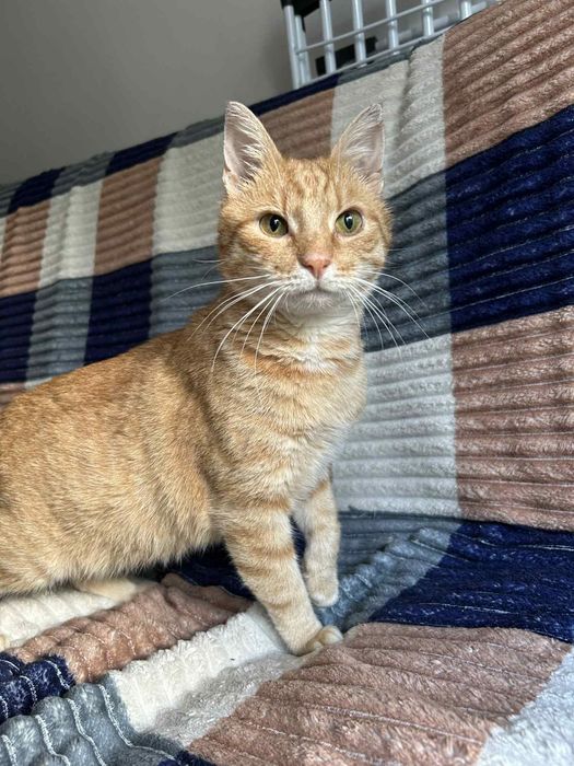 Cudowny Tweety szuka kochającego domku