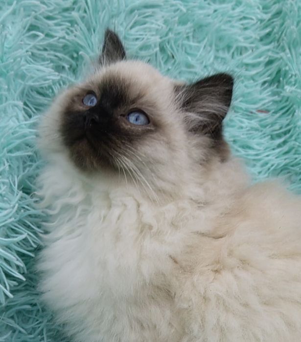 Kotka Ragdoll      .