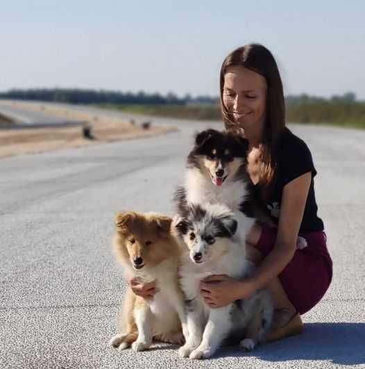 Szczenięta w In Pleno - owczarek szkocki długowłosy collie FCI ZKwP