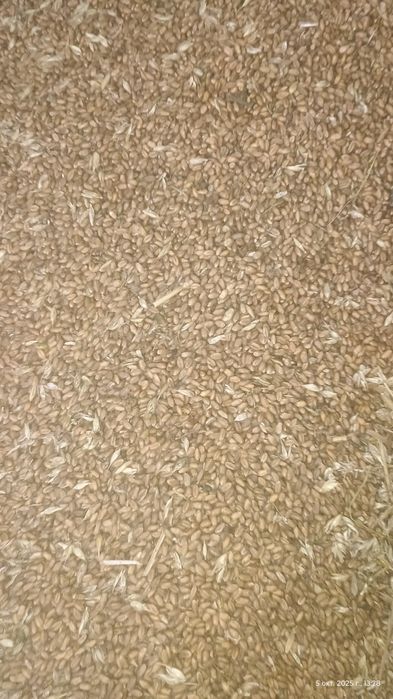 Пшениця,ячмінь,овес