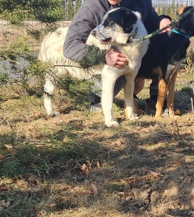 Lakuś do adopcji