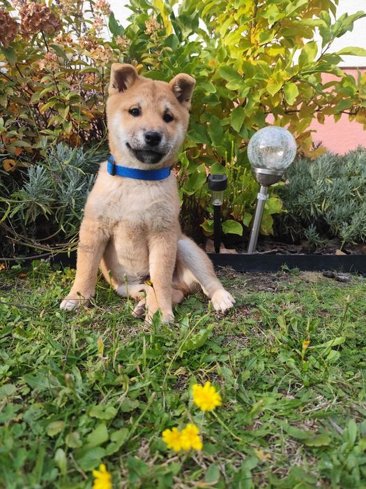 Piesek shiba inu