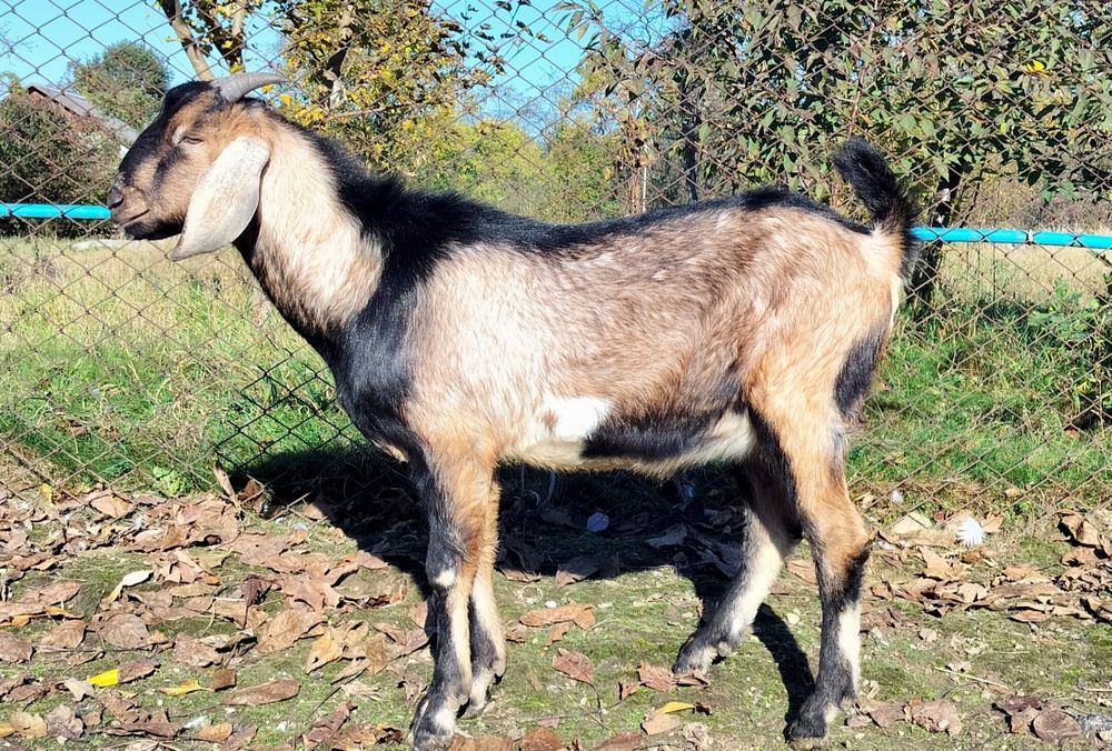 Цап Англо-нубієць на паровку