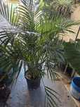 Plantas exóticas e comuns