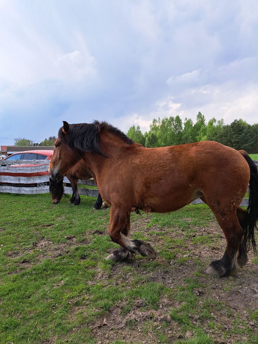 Sprzedam źrebicę