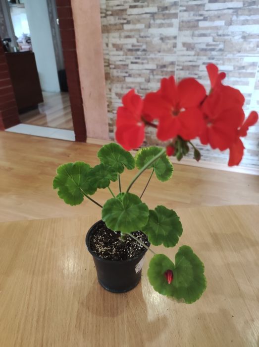 Продам ампельні і кущові пеларгонії