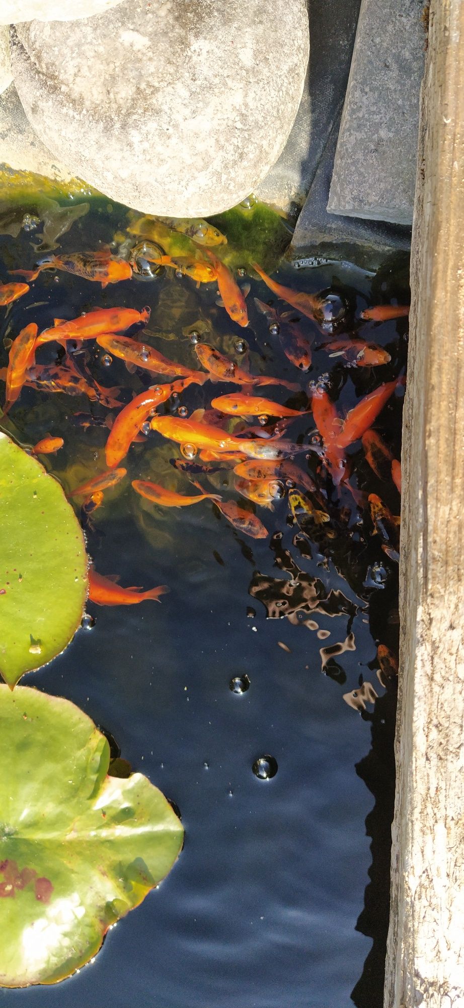 Carpas Koi 10-12 cm cm