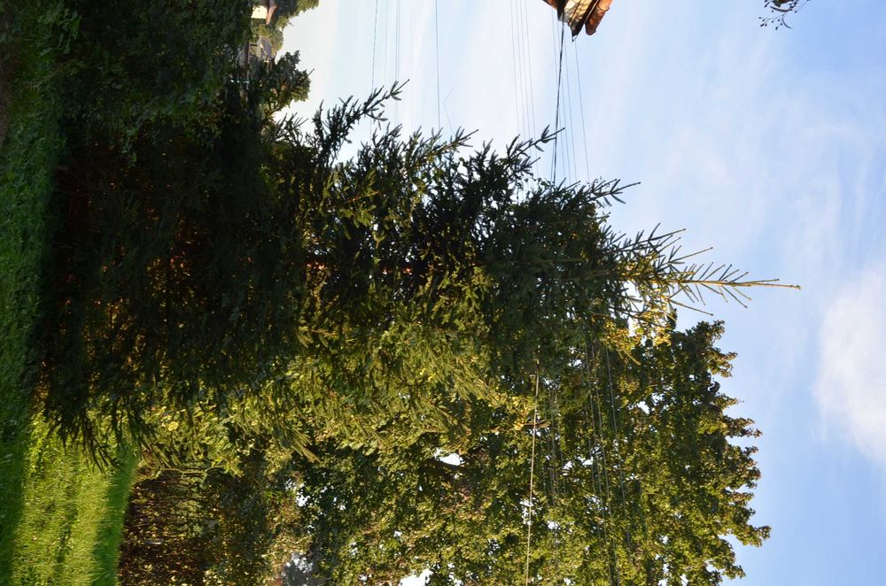 Ялинка 10 метрів елка ель гілки ялинки для декору