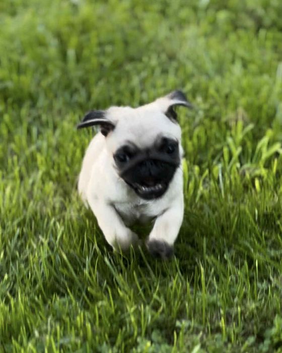Mops piesek uroczy