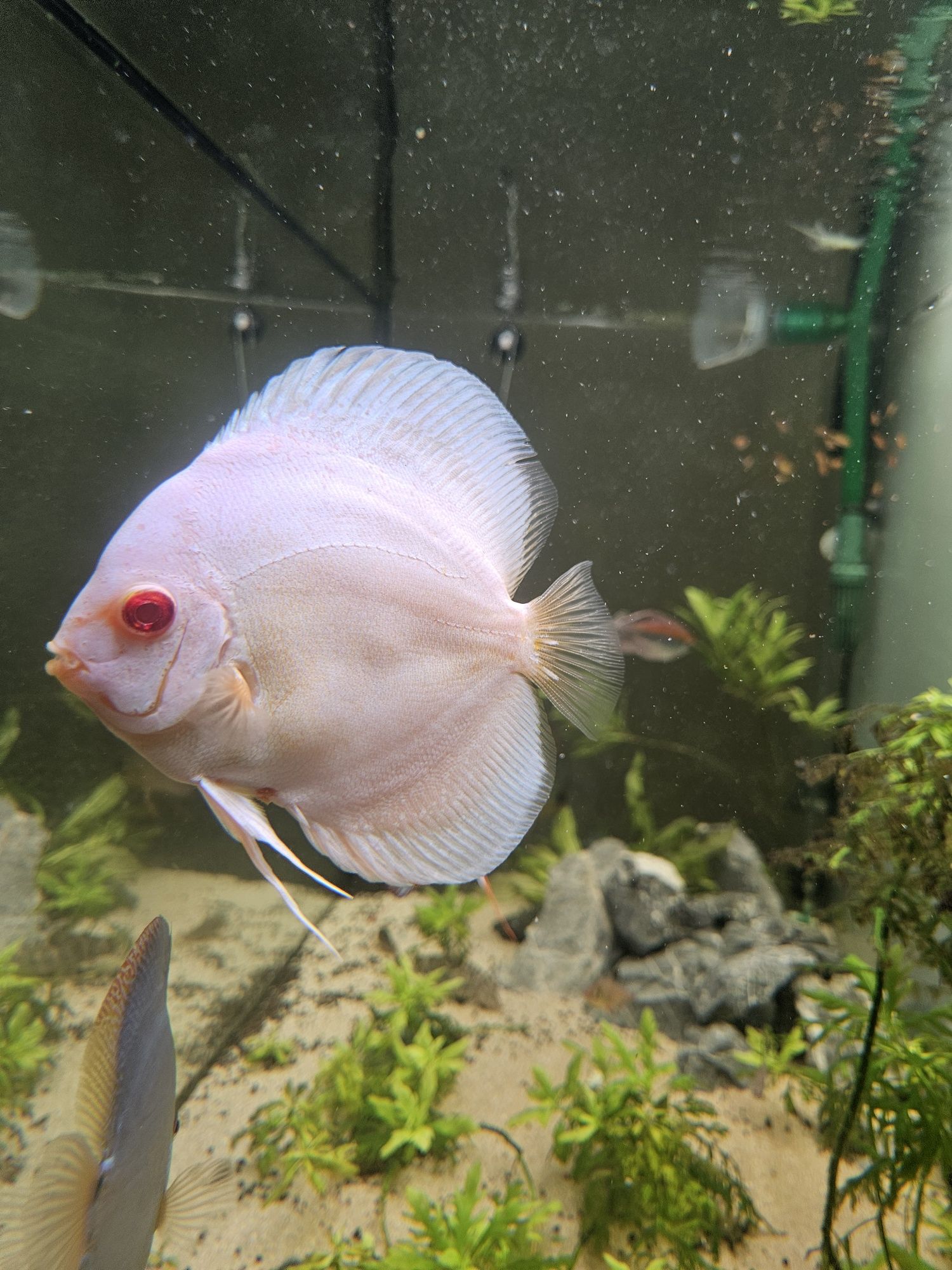 Vendo peixe Discus
