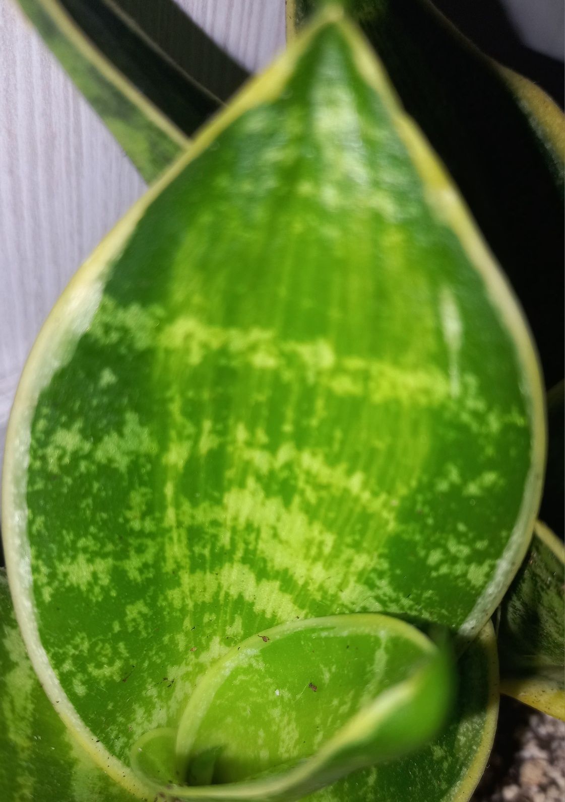 Sansevieria green moulde