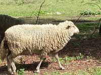 Disponivel anhas  e ovelhas cabritos