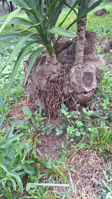 Fiteira para jardim