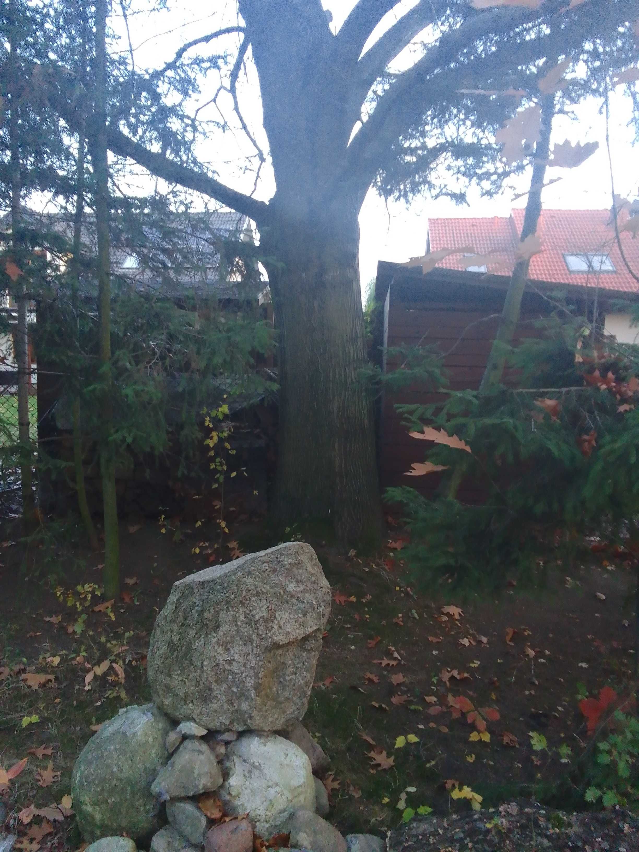 Żołędzie dębu czerwonego tegoroczne