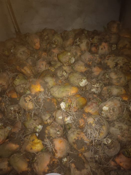 Buraki oraz dynie pasza dla zwierząt owiec kóz świń koni krów kur