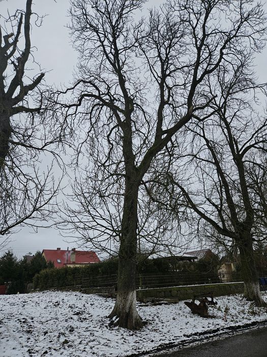 Skup drzewa i kory kasztana