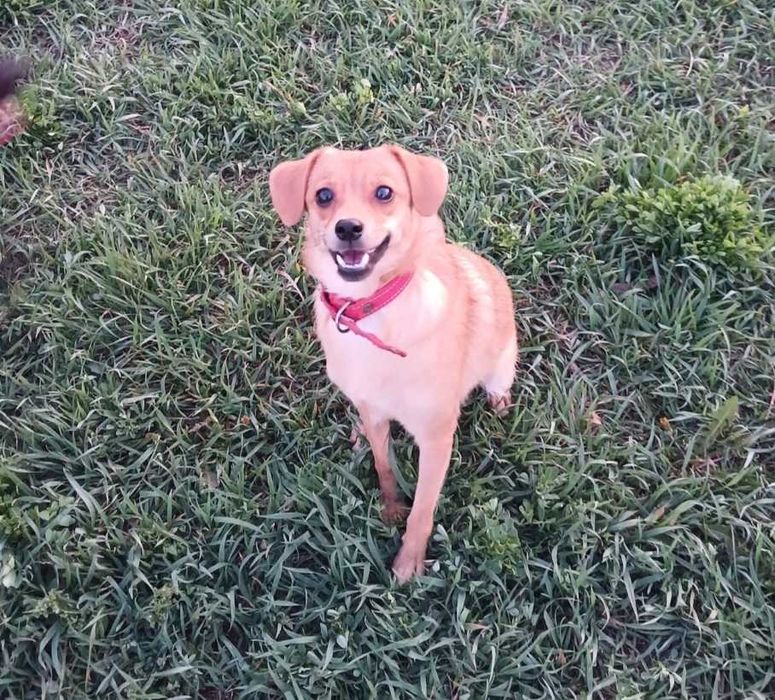 Метис шпица девочка