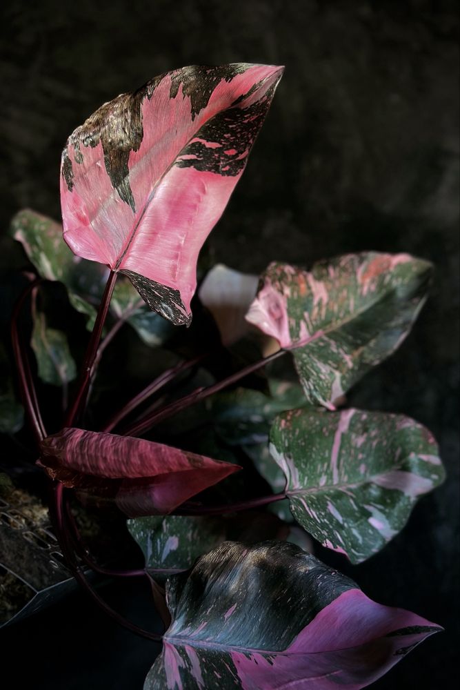 Philodendron Pink Princess - różowy Filodendron, pędówki Marble Galaxy