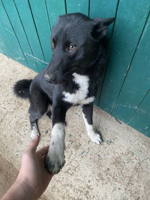 Продам дівчинку лайку