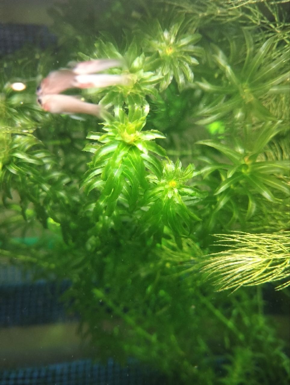 Vendo várias plantas de aquário