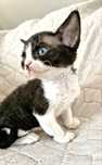 Devon Rex Pasja koteczka  czarno biała