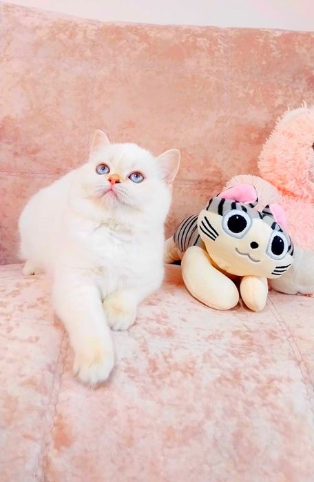 Лялькова дівчинка красунечка шотландочка