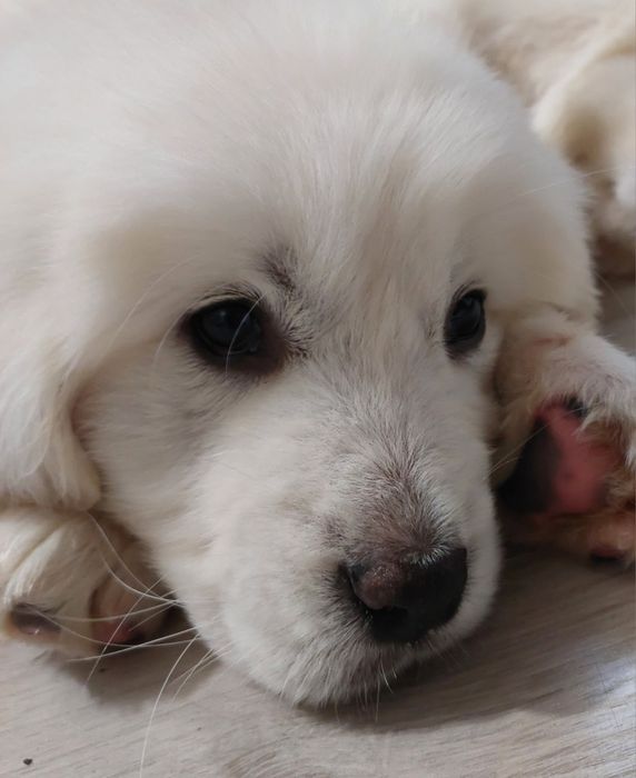 Sprzedam owczarka podhalańskiego