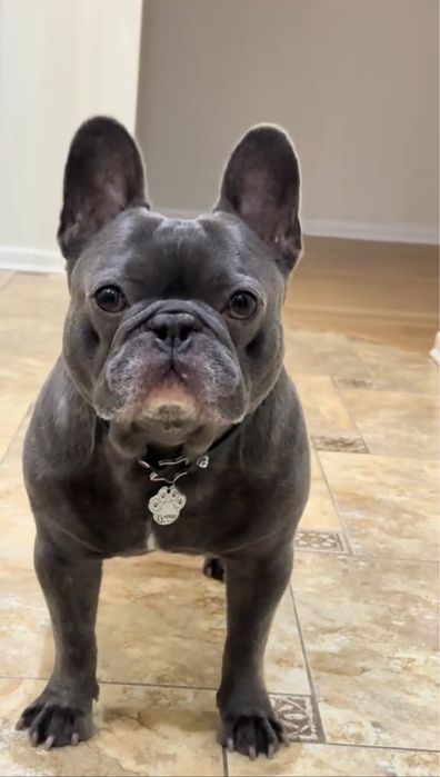 Вязка французский бульдог Киев,