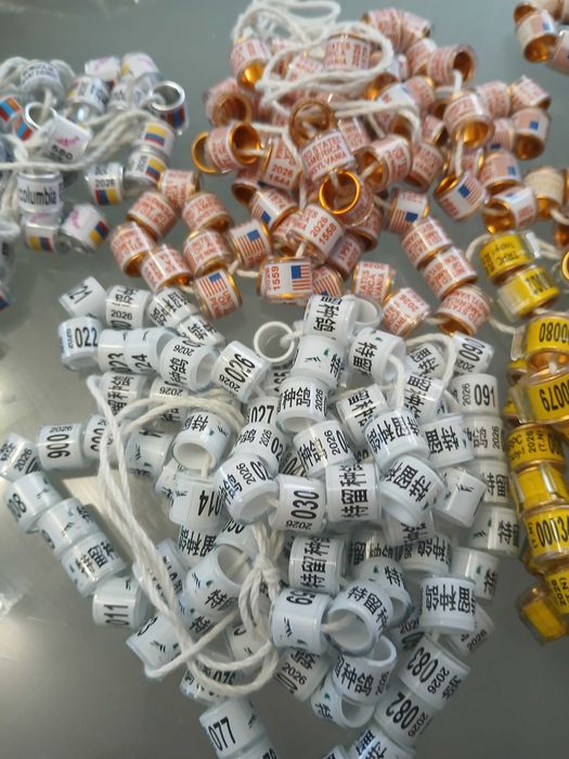 Obrączki dla gołębi pocztowych 2026