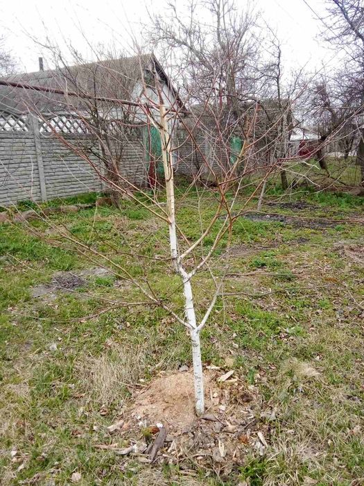 саженцы Берёзы, Липы однолетки