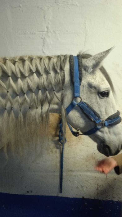 Entrançador de Cavalos