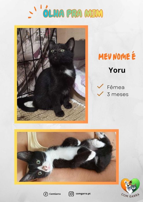 Gatinhos bebés para adoção