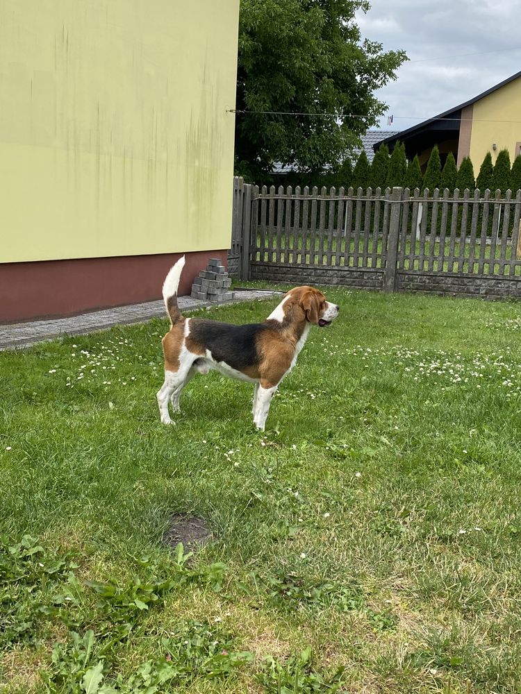 Beagle Reproduktor Tri-color Kiler Certifikat