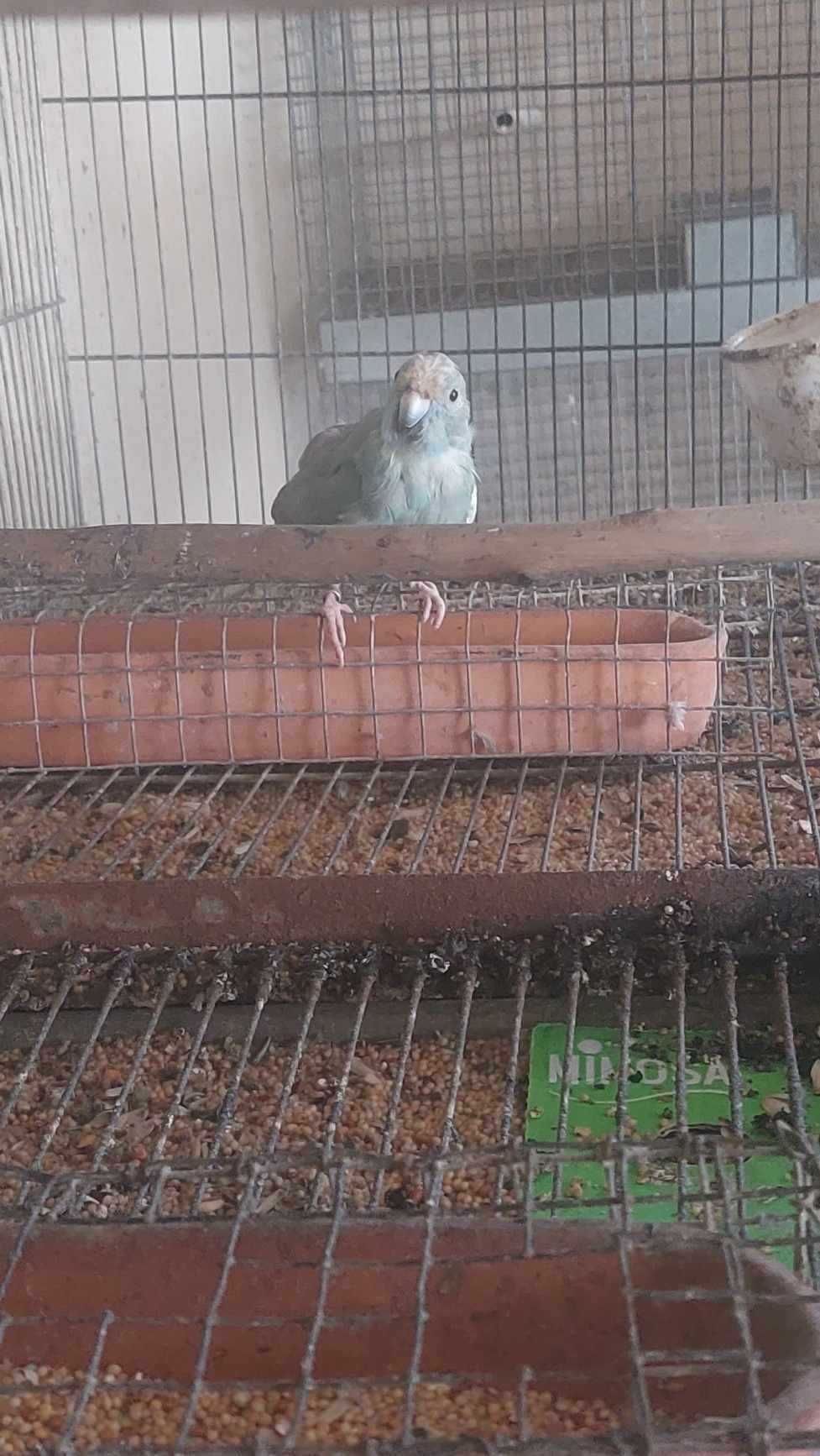 Vendo kakariki  spangle o ultimo