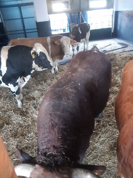 Byki rzeźne 11 sztuk rasy mięsne!!!