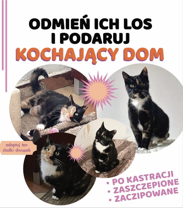 Dwie trikolorki do adopcji